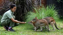 Hewan Eksotis asal Australia Ini Ada di Taman Safari Prigen Jawa Timur