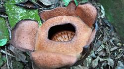 Bunga Langka Rafflesia Patma Mekar di Kebun Raya Bogor
