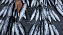Cuaca Buruk, Stok Ikan di Takalar Sulsel Berkurang