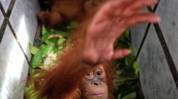 2 Bayi Orangutan Dijual Pemburu di Media Sosial Berhasil Diamankan