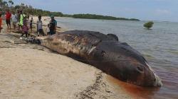 Paus Sperma Terdampar di Pesisir Pantai Desa Tasilo NTT