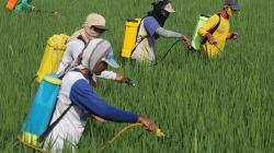 Hama Wereng Serang Puluhan Hektare Sawah di Desa Paron Kediri