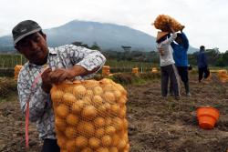 Musim Panen, Kentang dari Petani di Magetan Dijual Seharga Rp7 Ribu