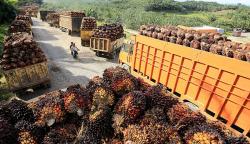 Harga TBS Sawit Kaltim Kembali Naik, Tembus Rp3.561 per Kilogram