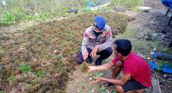 DKP Sulbar Tawarkan Potensi 5.706 Hektare Lahan Rumput Laut kepada Investor