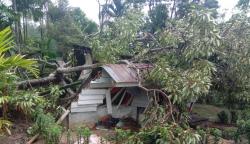 Pohon Tumbang Timpa Rumah di Teluknaga Tangerang, Bocah 11 Tahun Tewas