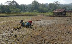 60 Hari Tanpa Hujan, BMKG Prediksi El Nino di Sulbar Bertahan hingga Maret 2027