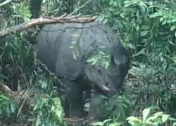 Bangga, Taman Nasional Ujung Kulon Masuk Deretan 10 Besar Pengalaman Wisata Satwa Liar Terbaik Dunia