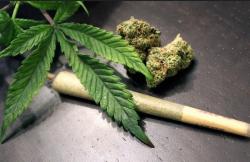 Polisi Tangkap Kurir Ganja Belasan Tahun di Tangerang, 3,4 Kg Barang Bukti Disita
