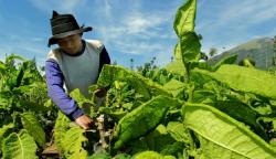 DPRD Jabar Soroti Wacana Pembatasan Kadar Tar dan Nikotin, Petani Tembakau Jangan Jadi Korban