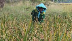 Antisipasi kekeringan, 63 Jaringan Irigasi Air Tanah Dibangun di Indramayu