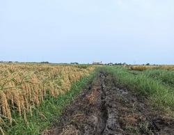 Marak Alih Fungsi Lahan di Indramayu, Pemkab Wajib Jaga Kawasan  Pertanian