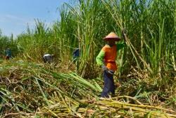 Target Perluasan 2.597,5 Hektare, Pemkab Bojonegoro Percepat Pengembangan Kawasan Tebu