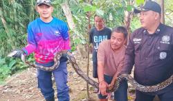 Warga Perumahan Kasturi Perdana Dikejutkan Ular Sanca di Atas Garasi Rumah