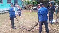 Ular Sanca 3 Meter Dievakuasi Damkar Kuningan usai Mangsa Ayam Warga