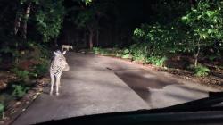 Night Safari Prigen Hadirkan Pengalaman Langka Menyaksikan Aktivitas Satwa di Malam Hari
