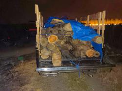 Dua Pikap Pengangkut Kayu Jati Ilegal di Banyuwangi Digagalkan Perhutani, Dua Pelaku Ditangkap