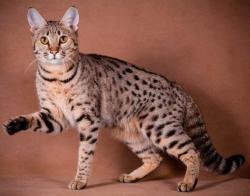 Lima Kucing Ras Jumbo Rekomendasi Pakar IPB University, Cocok Dipelihara di Rumah