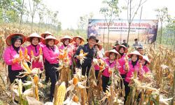 Brimob Polda Jateng Panen 8 Ton Jagung di Kendal, Perkuat Ketahanan Pangan Nasional