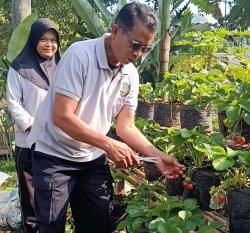 Lapas Plantungan Dorong Warga Binaan Jadi Lebih Produktif, Kembangkan Stroberi