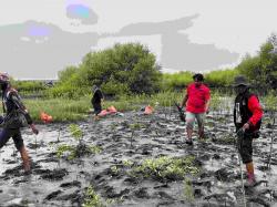 Tutup Bulan Bung Karno, PDI Perjuangan Hijaukan Pesisir Eretan Kulon dengan Ribuan Mangrove