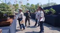 Pameran Bonsai Nasional di Lamongan Tampilkan Ratusan Koleksi, Nilainya Tembus Miliaran Rupiah