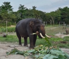 Kabar Duka, Gajah Penghuni Taman Nasional Teso Nilo