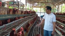 Harga Telur Anjlok, Peternak Ayam di Blora Terancam Gulung Tikar