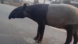 Viral! Tapir Langka Muncul di Jalinsum Mesuji, Berakhir Tewas Disembelih Warga