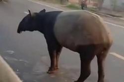 Tragis! Tapir Hewan Jinak dan Dilindungi, Disembelih Warga di Mesuji Lampung