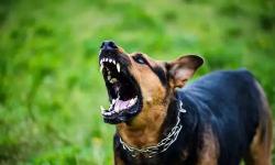 Sempat Digigit Anjing, Pria di Toraja Utara Diduga Meninggal Akibat Rabies