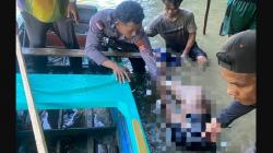 Menyelam Cari Kerang, Nelayan Maratua Tewas Diterkam Buaya