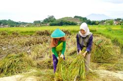 Serapan Gabah Capai 1 Juta Ton, Stok Beras Pemerintah di Jabar Aman hingga Tiga Bulan