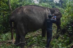Menyentuh! Kisah Gajah Betina Berusia 60 Tahun Bertahan Hidup Sendirian di Hutan Riau