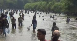 Insiden Tubo Ribuan Warga Berebut Ikan di Sungai Tuntang, Seorang Warga Tewas Tenggelam
