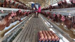 Harga Telur di Sragen Anjlok ke Rp19 Ribu per Kg! Peternak Tertekan, UMKM Justru Diuntungkan