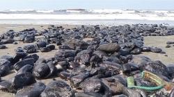 Logam Berat Mengendap! Hasil Uji Lab Ungkap Dampak Tumpahan Batu Bara di Laut Pangandaran