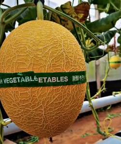 Gabe Farm Hadirkan Wisata Petik Melon di Pringsewu, Nikmati Langsung 5 Varian Premium
