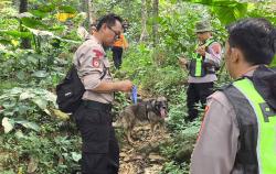 Polres Purbalingga Terjunkan Unit K9 Cari Lansia Hilang di Kawasan Hutan Karangmoncol