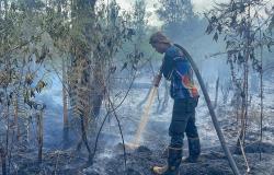 Kebakaran Lahan di Palangka Raya Berhasil Dipadamkan, 0,12 Hektare Lahan Gambut Terbakar