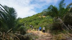 Pulihkan Fungsi Hutan, Ratusan Batang Sawit Ilegal di TNGL Ditumbangkan