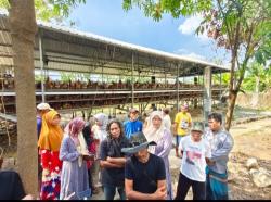 Teror Ribuan Lalat Hitam, Warga Tuwiri Wetan Tuban Desak Relokasi Kandang Ayam Bumdes