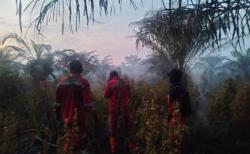 Lahan Gambut di Air Hitam Pekanbaru Terbakar, Tim Gabungan Berjibaku Kejar Kepala Api