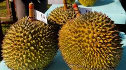 Bangka Belitung Bidik Jadi Destinasi Wisata Durian Unggulan