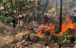 Lahan Jati Terbakar di Temayang Bojonegoro, Api Diduga Berasal dari Pembakaran Sampah