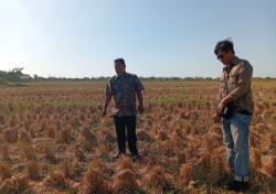 95 Hektare Sawah di Desa Kalisapu Cirebon Kekeringan, Petani Gagal Masa Tanam II