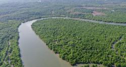 Dari Mangrove hingga Kakao, Rehabilitasi DAS Beri Efek Ganda bagi Lingkungan
