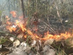 Asap Tebal Selimuti Banyuwangi, Hutan Jati Perhutani Terbakar Diduga dari Bakar Sampah