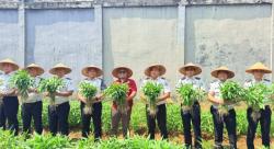 Gandeng AMJ Bengkulu, Lapas Arga Makmur Perkenalkan Program Pembinaan Produktif Lewat Panen Kangkung