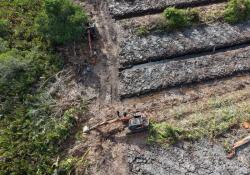 Hutan Mangrove di Pasir Limau Kapas Rohil Rusak, Polda Riau Buru Pelaku